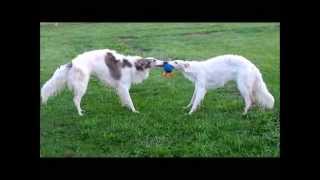 BORZOIS AT PLAY RUSSIAN WOLFHOUNDS [upl. by Aistek619]