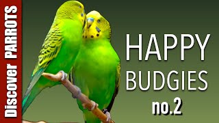 Happy Budgies 2  Budgerigar Sounds to Play for Your Parakeets  Discover PARROTS [upl. by Hahseram]