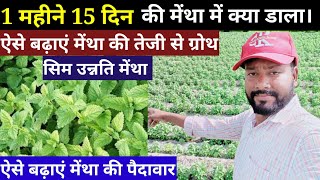 मेंथा की ग्रोथ तेजी से कैसे बढ़ाए। मेंथा में कौनकौन सी खाद डालें। dehati Kisan Sathi।। [upl. by Darian]