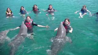 Swimming with Dolphins Nassau Bahamas [upl. by Starbuck276]