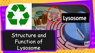 Science – What is Lysosome Its structure and functions – English [upl. by Yllaw]