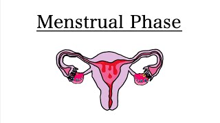 Menstrual Phase of the Menstrual Cycle  MCAT Biology [upl. by Eidnak]