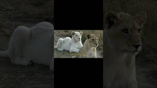 White Lions  Rare Animals   The Earth 4K [upl. by Donn]