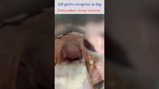 soft palate elongationbrachycephalic airway syndromerespiratory distressinspiratory dyspnoea [upl. by Adnylg]