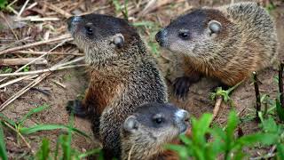 Nature Moments Benefits of Obesity in Woodchucks [upl. by Aissirac106]