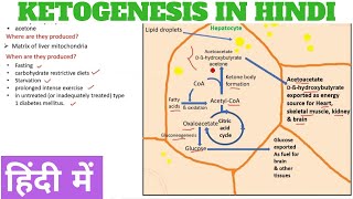 Ketogenesis  Ketone body synthesis in Hindi [upl. by Aziar]