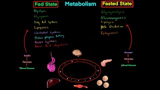 Fed State vs Fasted State Metabolism MCAT EVERYTHING YOU NEED TO KNOW BIOCHEMISTRY MCAT [upl. by Mei]