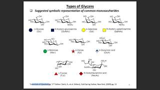 N amp O glycans and Sialic Acid Glycans [upl. by Gassman]