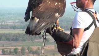 Golden Eagle Training 5th Week Practicing [upl. by Nortad]