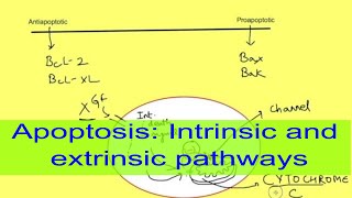 Apoptosis [upl. by Sivatnod869]