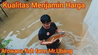 arwana kapuas hulu asli kualitas superfarm MrUbanginternational quality arowana fish [upl. by Lacym931]