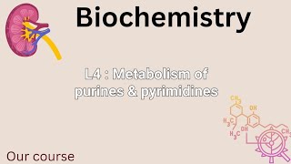 L4bio  Metabolism of purines amp pyrimidines renal 42 [upl. by Iris]