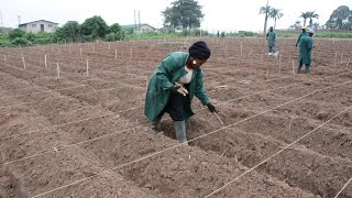 Six Steps to Cassava Weed Management and Best Agronomic Practices [upl. by Lorianne]