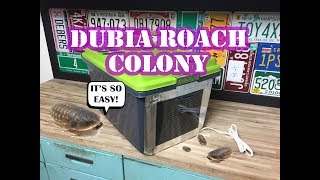 Dubia Roach Colony How To Build An Enclosure Easy [upl. by Anauqaj714]