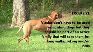 Vizsla 101 [upl. by Htehpaj]