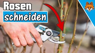 Rosen zurückschneiden  SO wird es gemacht  Anleitung 🥀✂️ [upl. by Isidore]