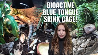 Blue Tongue Skink Cage Tour  Bioactive Skink Cage [upl. by Photina]