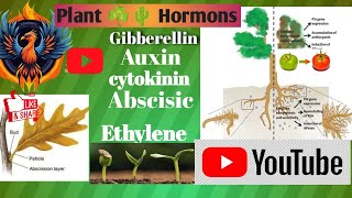 Plant hormonescontrol and coordinationmagicwithlogic planthormones youtube planthormones [upl. by Aidualc]