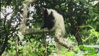 Monkeys in Arusha national park [upl. by Tullusus]