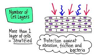 Classification of Epithelia  Drawn amp Defined Epithelial Tissue  Structure [upl. by Apfel]