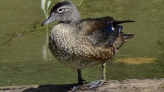 Wood duck call sounds  Female [upl. by Nohtanhoj26]