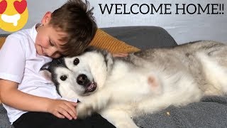 HUSKIES BEAUTIFUL REUNION WHEN KIDS RETURN FROM SCHOOL [upl. by Merchant737]