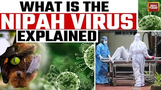 All You Need To Know About Zika Virus  Explainer [upl. by Bluefarb565]