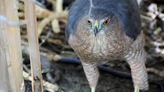 Coopers Hawk A Surreal Encounter [upl. by Negiam]