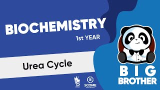 Urea Cycle [upl. by Kei]