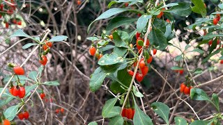 Home garden  How it looks Goji berry [upl. by Attena]