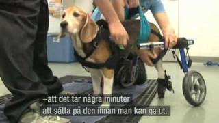 20100818Hund i rullstol [upl. by Ojeitak356]