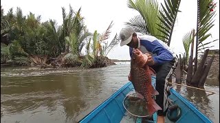 Inilah Ikan Mangrove Jack terbesar selama saya mancing joran bambuMancing joran bambu [upl. by Yerahcaz]