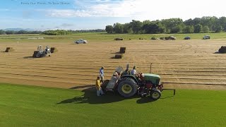 Green Thumb Farms Turfgrass [upl. by Henrique800]