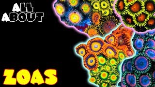 All About Zoas [upl. by Amrac]