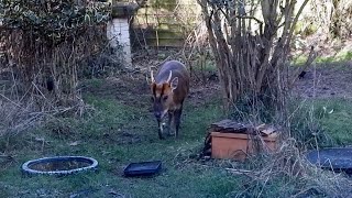 Early Afternoon Visit of Muntjac Doe amp Buck [upl. by Osugi]