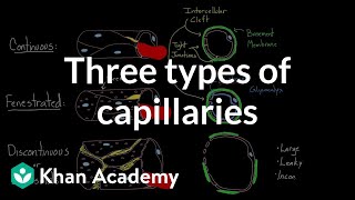 Three types of capillaries  Circulatory system physiology  NCLEXRN  Khan Academy [upl. by Enomed269]