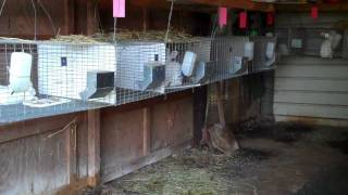 Raising rabbits for meat [upl. by Farnsworth]