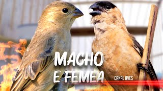 CABOCLINHO MACHO E FÊMEA CANTANDO E CHAMANDO PARA FOGUEAR [upl. by Glen]