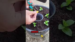 Unbelievable How to make plants grow well just tips🌟🍃 Part 01 🌍 shorts short unique [upl. by Bronder]