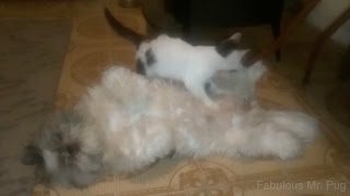 How to Give Your Cat a Relaxing Massage  The Cat Butler [upl. by Festatus]