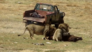 Lions eating Horse [upl. by Salokkin]