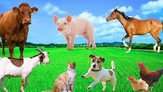 Familiar Animal Colors  Sheep Pig Cat Horse Goat Chicken  Animal World [upl. by Ylrad346]