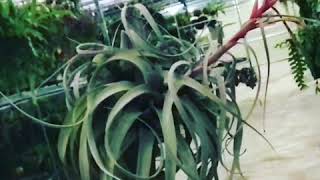 Tillandsia xerographica [upl. by Zamir]