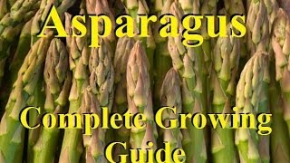 How To Grow Asparagus  Complete Growing Guide [upl. by Joela35]