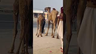 Look these 2 camels on highway [upl. by Ymerej]