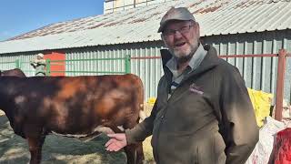 Barry Stretton amp Hendrik Strydom give us some background on the Shorthorn and their National auction [upl. by Newman]