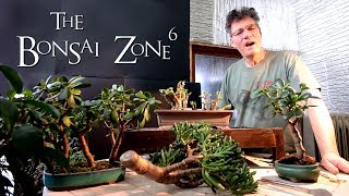 Bonsai Making From Branch Cutting [upl. by Bilbe]