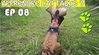 APPRENDRE à son chien le MORDANTCESSATION2020 [upl. by Bostow]