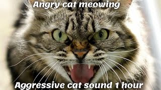 Angry cat meowing  Aggressive cat sound 1 hour [upl. by Elleron891]