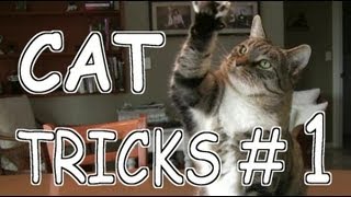 CAT TRICKS  1 [upl. by Kyred]